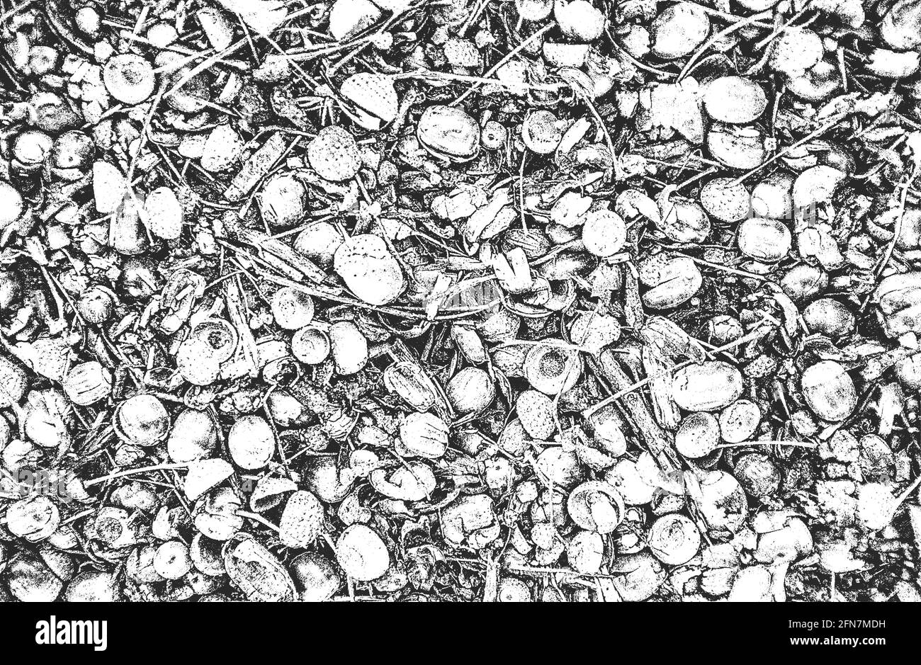 Notleidende Overlay Nahaufnahme Textur von Eicheln. Grunge schwarz-weiß Hintergrund. Abstrakte Halbton Vektor-Illustration Stock Vektor Notleidende Overlay Nahaufnahme Textur von Eicheln. Grunge schwarz-weiß Hintergrund. Abstrakte Halbton Vektor-Illustration Stock Vektor