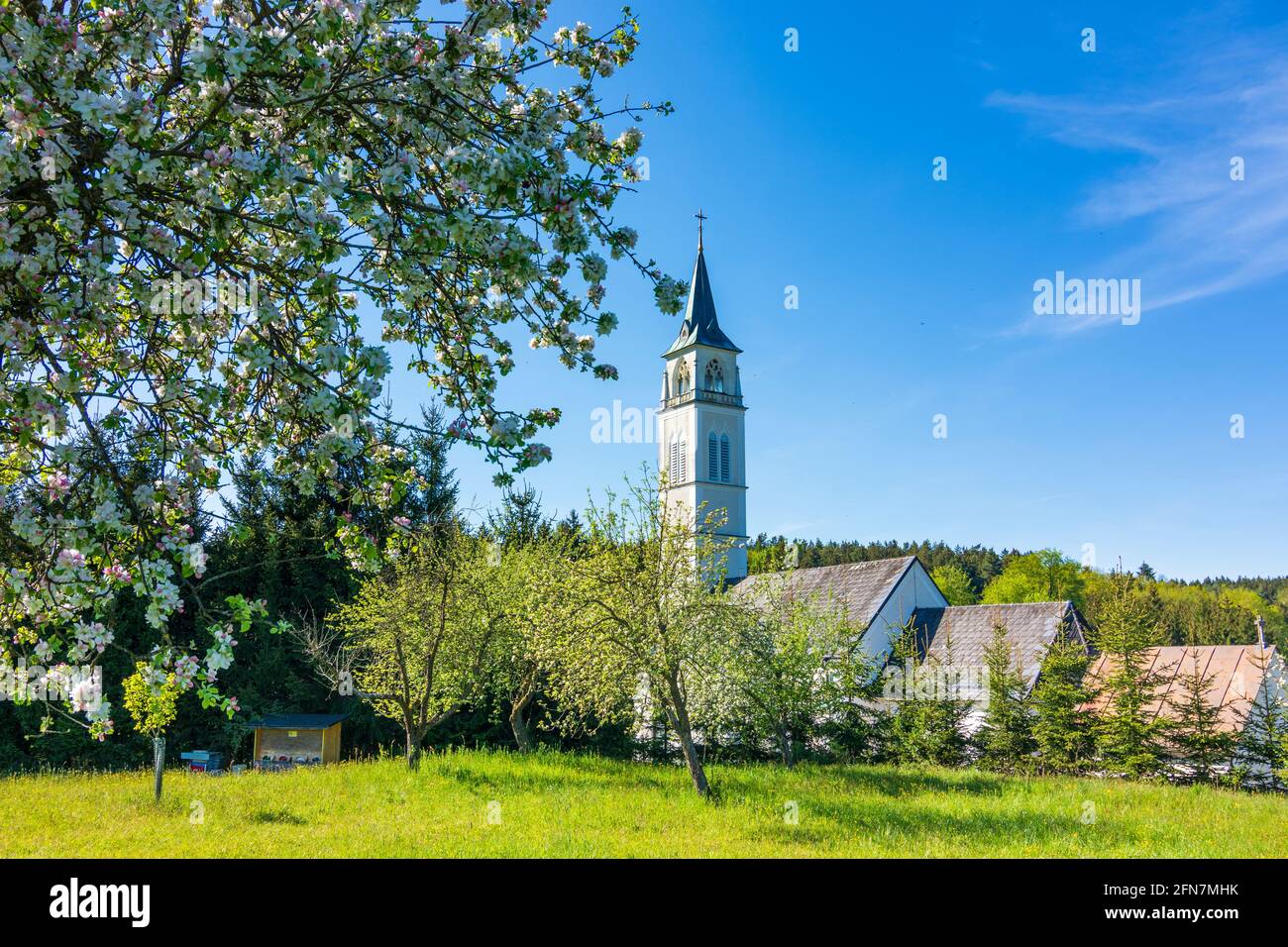 Schollach: Wallfahrtskirche in Steinparz, blühender Apfelbaum in Mostviertel, Niederösterreich, Niederösterreich, Österreich Stockfoto