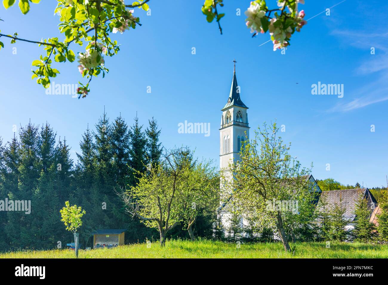 Schollach: Wallfahrtskirche in Steinparz, blühender Apfelbaum in Mostviertel, Niederösterreich, Niederösterreich, Österreich Stockfoto