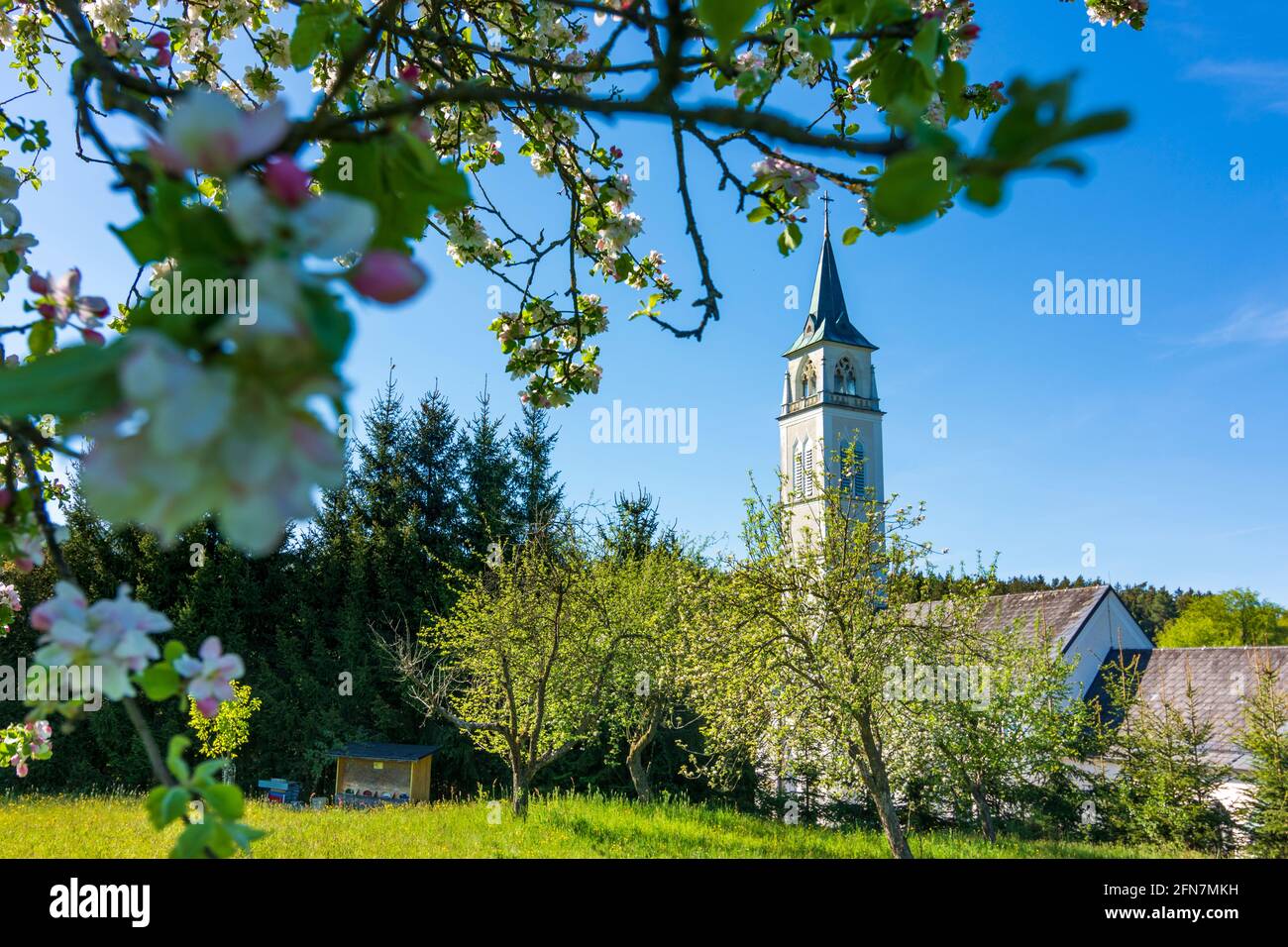 Schollach: Wallfahrtskirche in Steinparz, blühender Apfelbaum in Mostviertel, Niederösterreich, Niederösterreich, Österreich Stockfoto