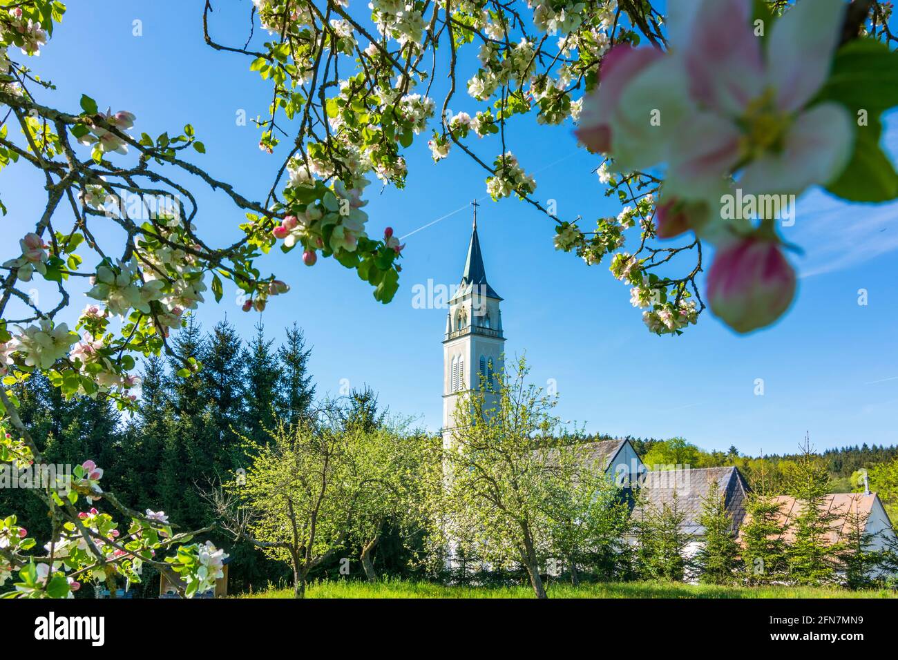 Schollach: Wallfahrtskirche in Steinparz, blühender Apfelbaum in Mostviertel, Niederösterreich, Niederösterreich, Österreich Stockfoto