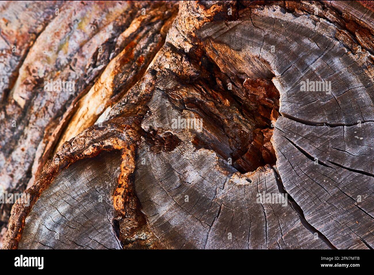 abstrakte Textur eines gealterten rissige Baumstamm und Hintergrund Stockfoto