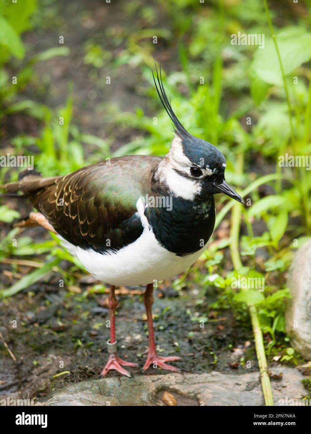 Vanellus vanellus - grüner Revers-Kiebitz Stockfoto