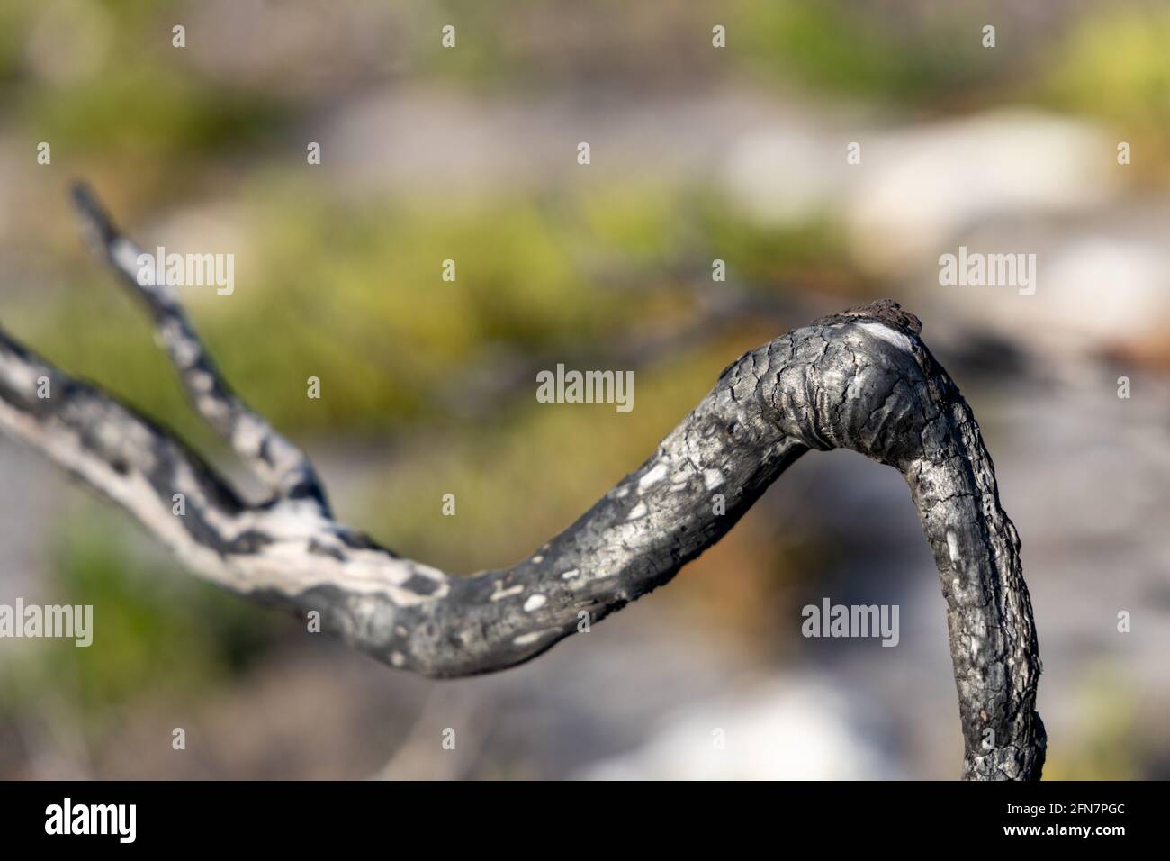 Ein einziger verbrannter Baumzweig aus den Feuern auf Känguru Island South Australia wurde am 7. Mai 2021 aufgenommen Stockfoto