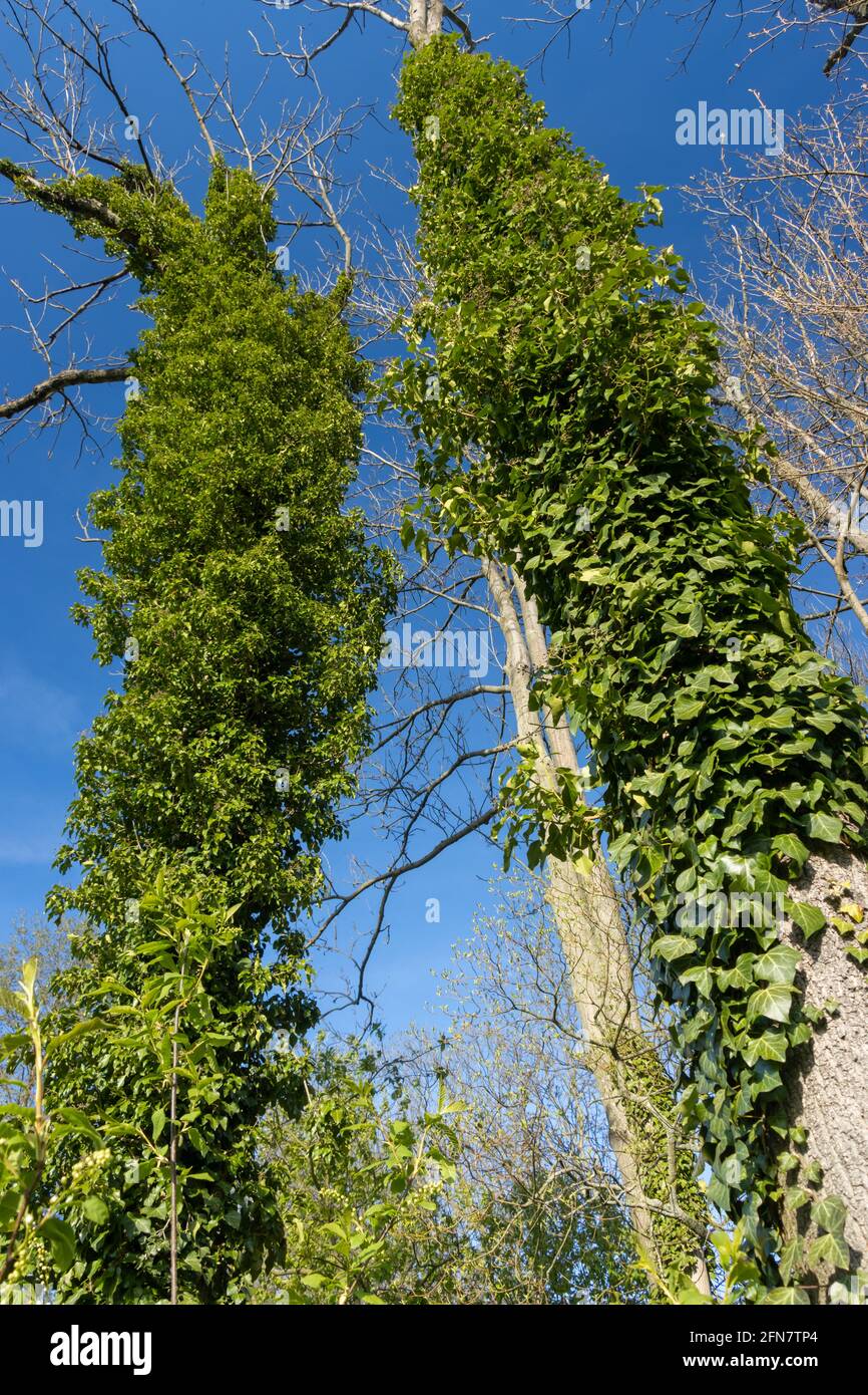 Ein kletternder Efeu wächst auf einem Baumstamm im Wald Stockfoto