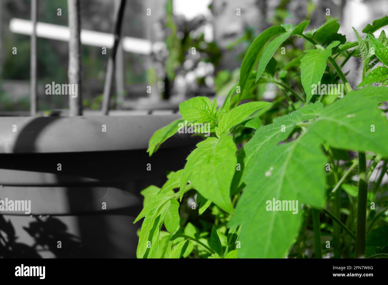 Tomatenpflanze monochromer grüner Filter Stockfoto
