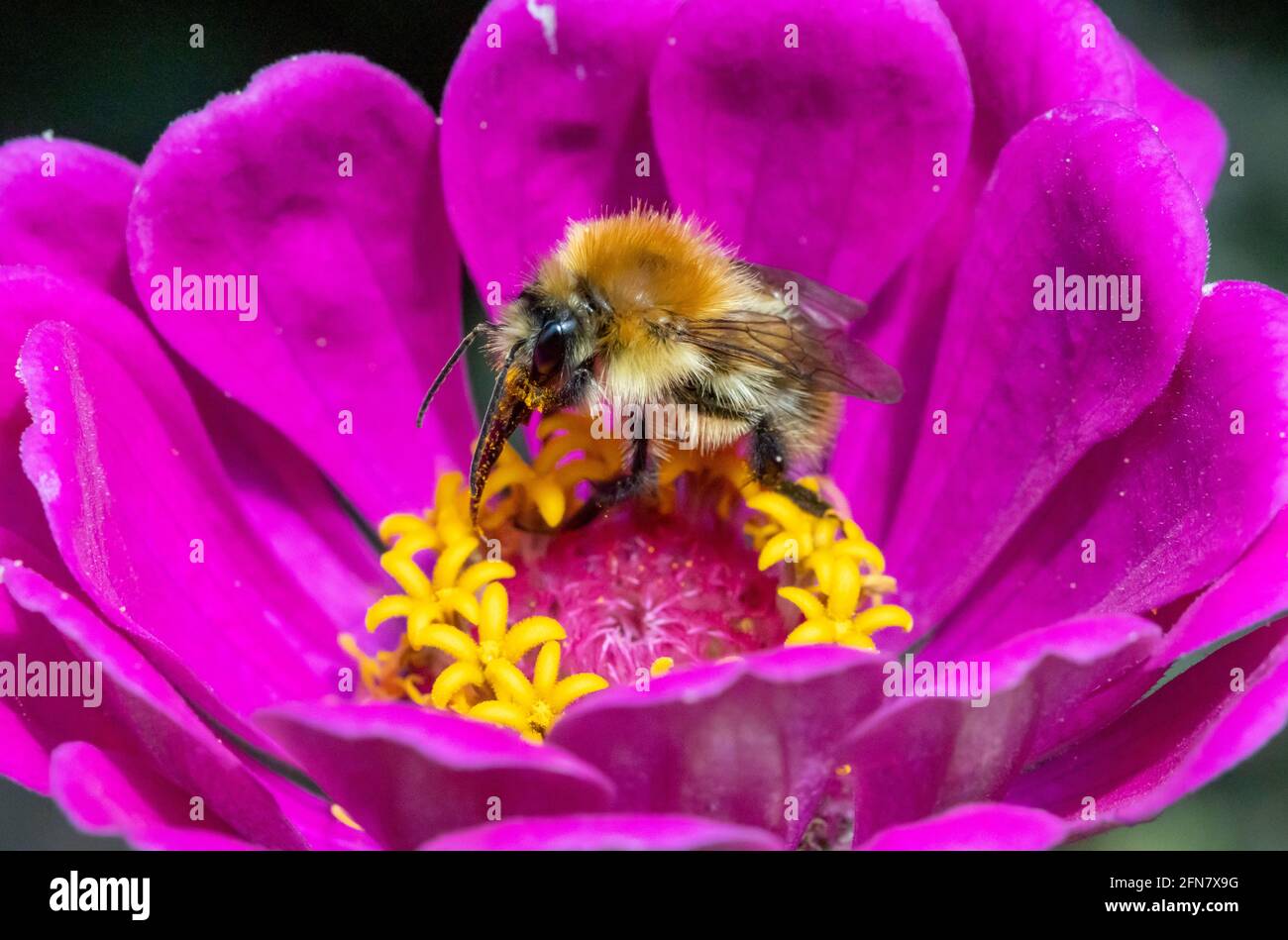 Eine Hummel, die Pollen in einer violetten Blume sammelt. Eine bescheidene Biene, die an einer Gartenblume arbeitet. Stockfoto