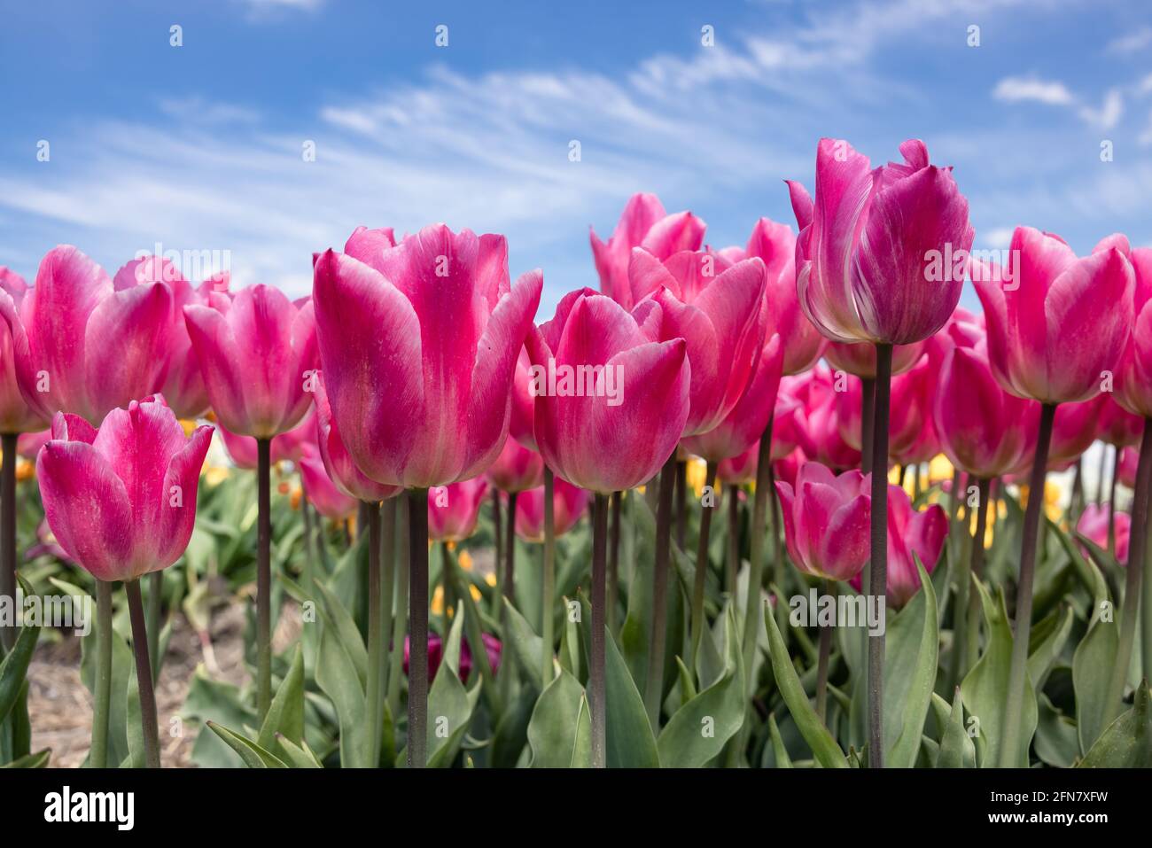 Holländische, feldviolette Tulpen mit wispigen Wolken am blauen Himmel Stockfoto