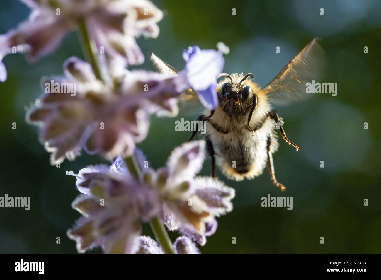 Eine Hummel fliegt in einem Garten um eine lavandula-Blume herum. Stockfoto