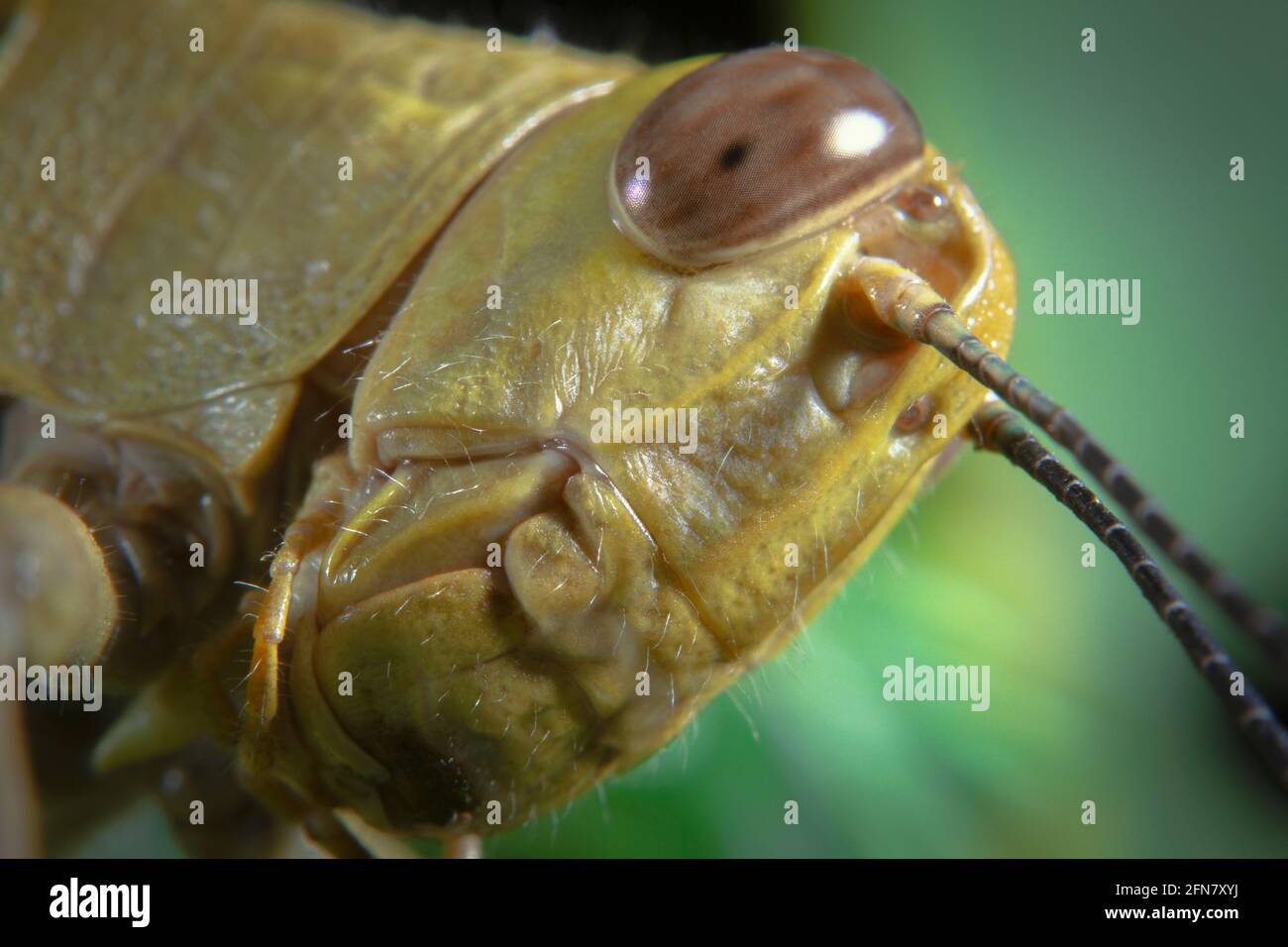 Makroaufnahme Nahaufnahme eines Heuschreckenkopfs Stockfoto