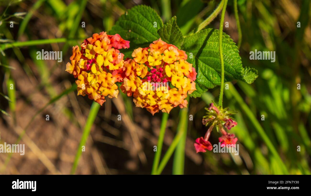 Lantana blüht. Stockfoto