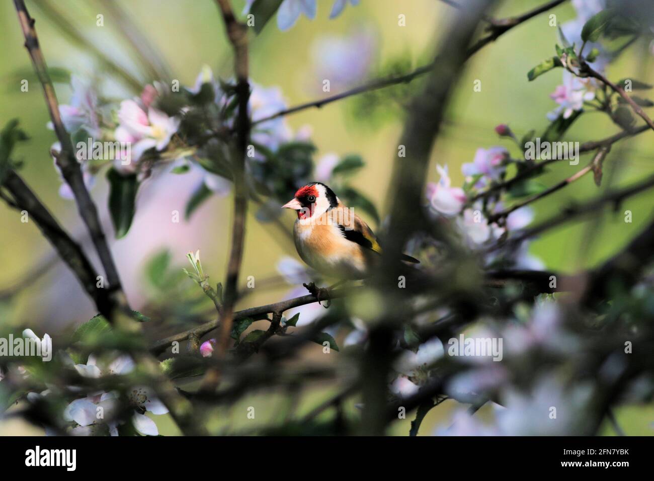 Europäischer Goldfink in Apfelblüte Stockfoto