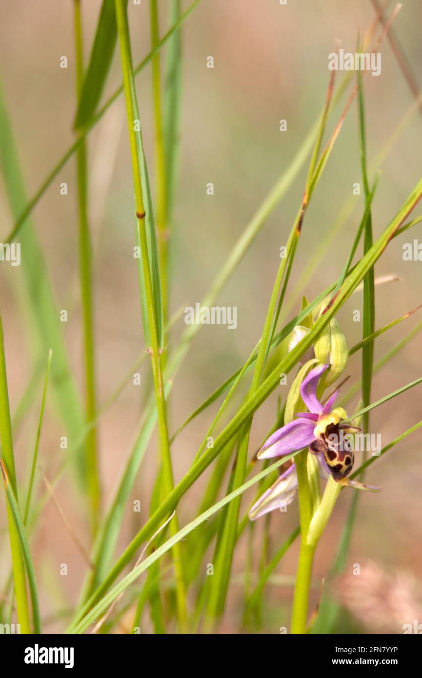 Bienenorchidee / Ophrys abeille / Ophrys apifera Stockfoto