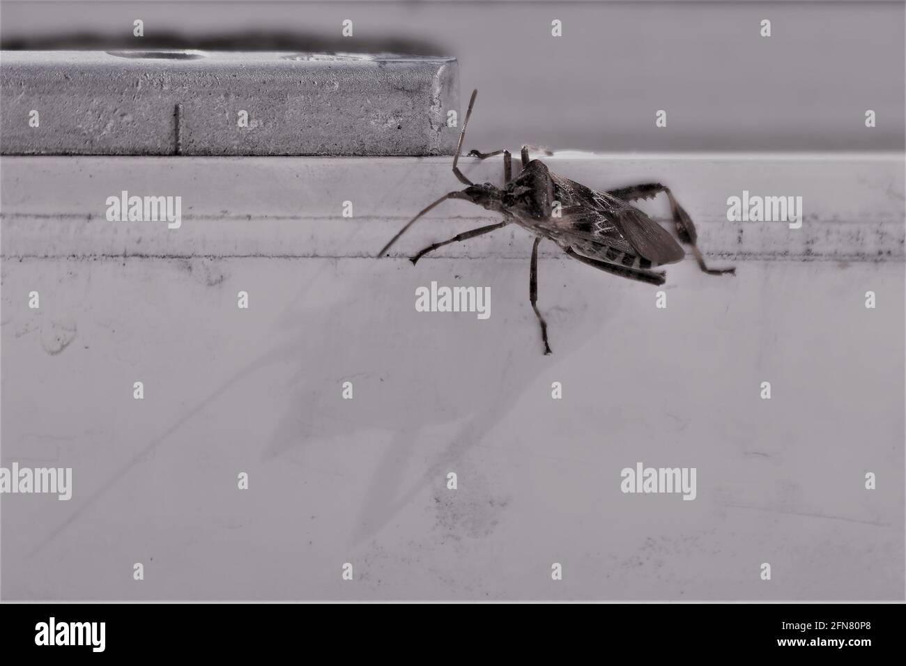 Western Nadelbaum same Bug (Leptoglossus occidentalis) Stockfoto