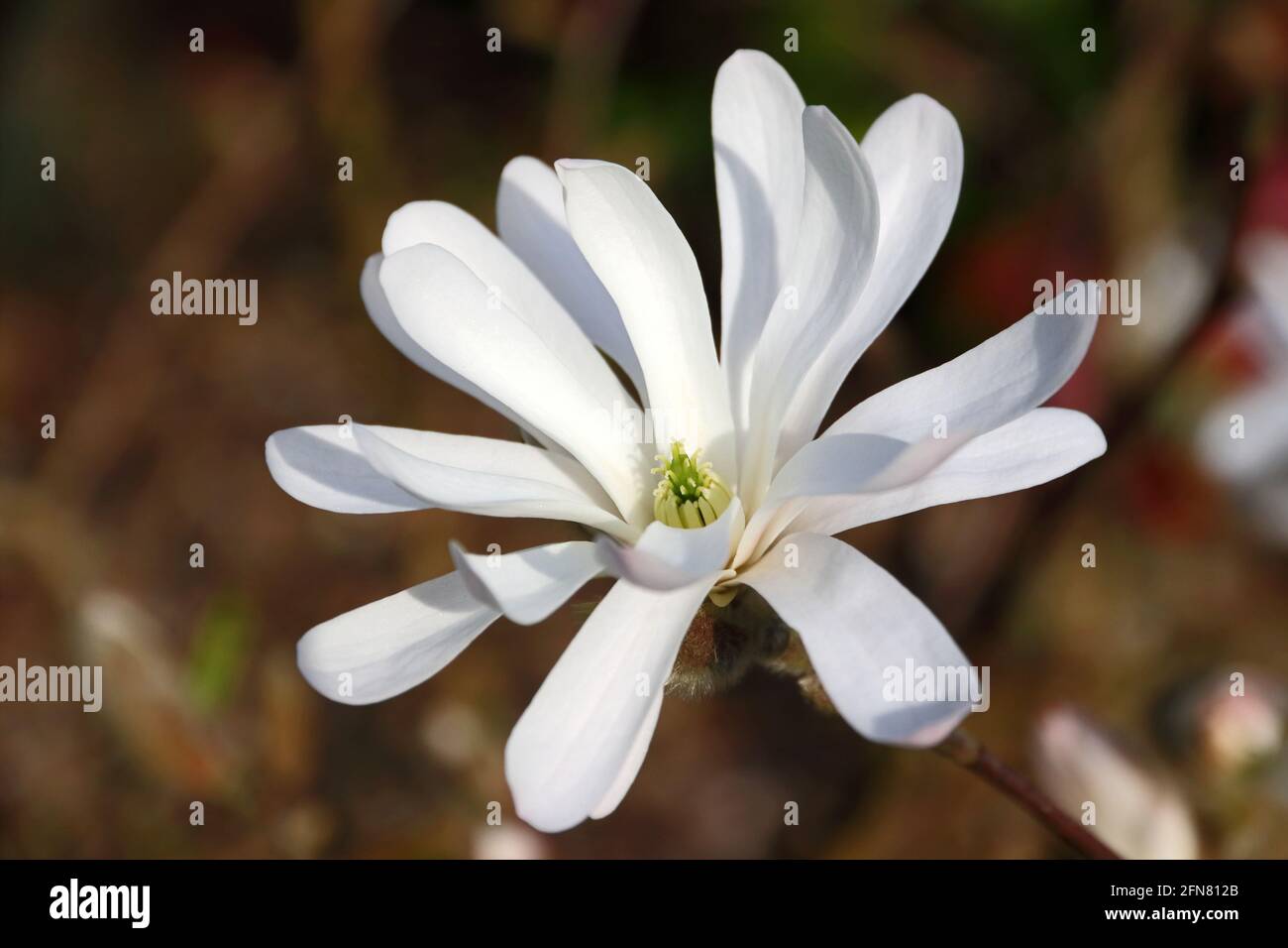 Stern-Magnolie (Magnolia Stellata) blüht im Frühling Stockfoto