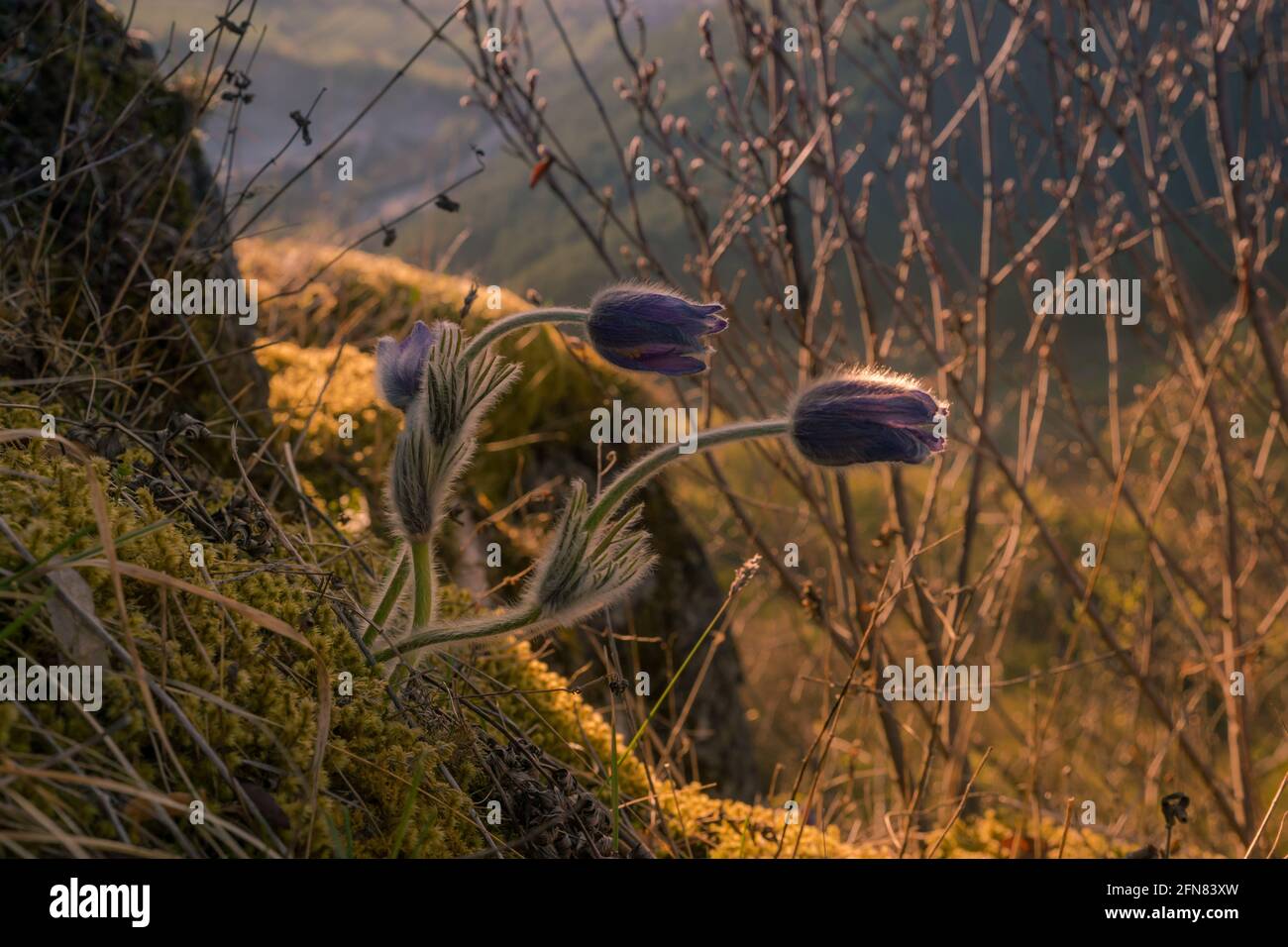 Geschützte Blumen von Pulsatilla in der natürlichen Umgebung. Stockfoto