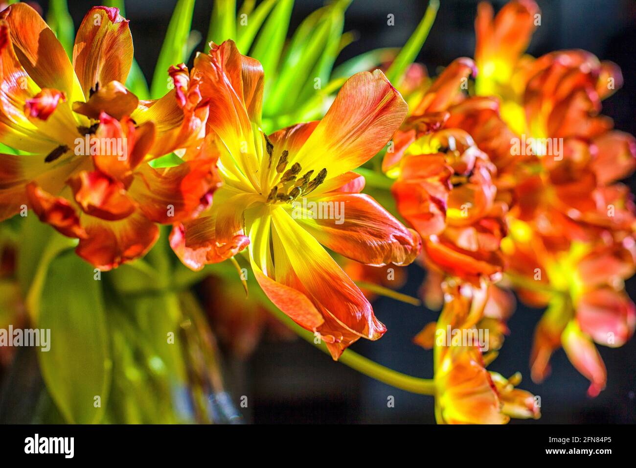 Verwitterte rote und gelbe Tulpen in Nahaufnahme Stockfoto