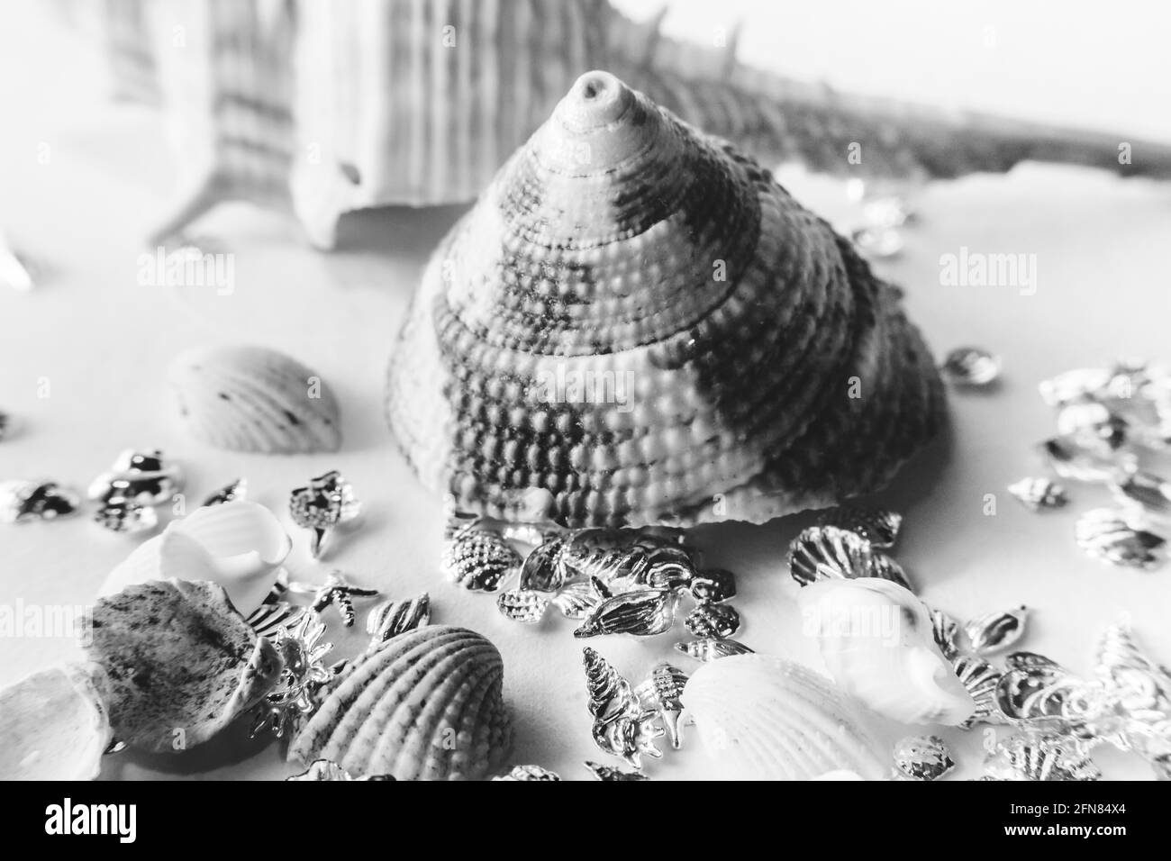 Schwarze Jakobsmuschel Schwarzweiss Stockfotos Und Bilder Alamy