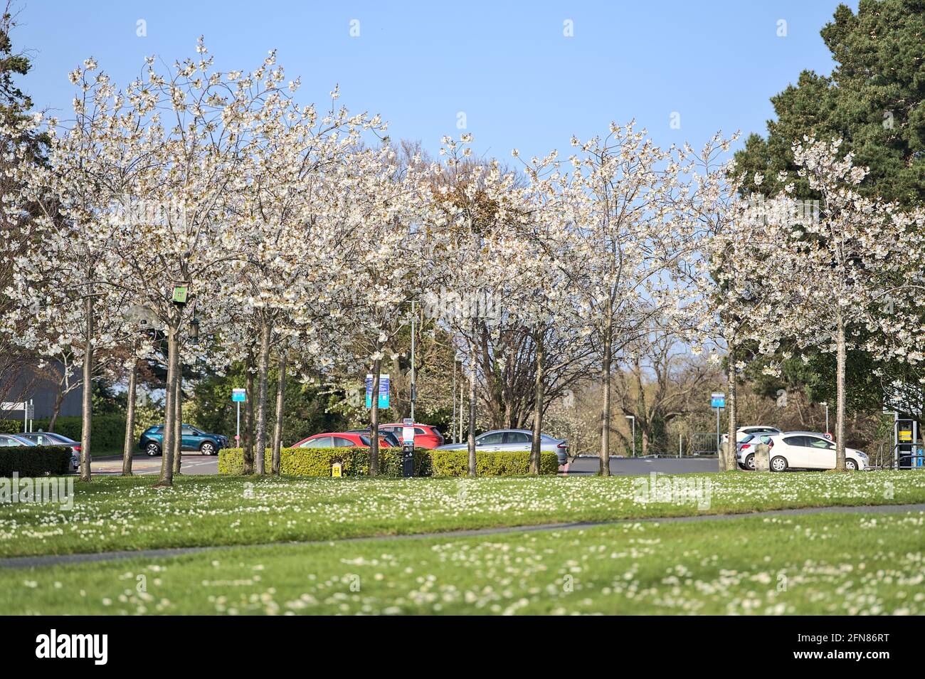 Schöne Fernsicht auf zarte Frühlingskirsche (Prunus Shogetsu Oku Miyako) Blühender Baum und Kamillenblütenrasen an der Universität Stockfoto