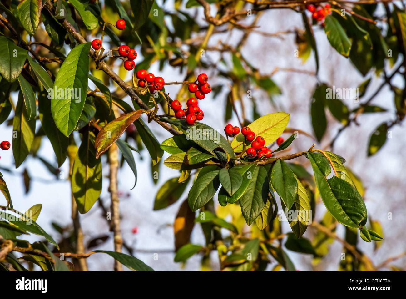 Rote Beeren auf einem Cotoneaster oder ‘Cornubia’ Baum im Wintersonne Stockfoto