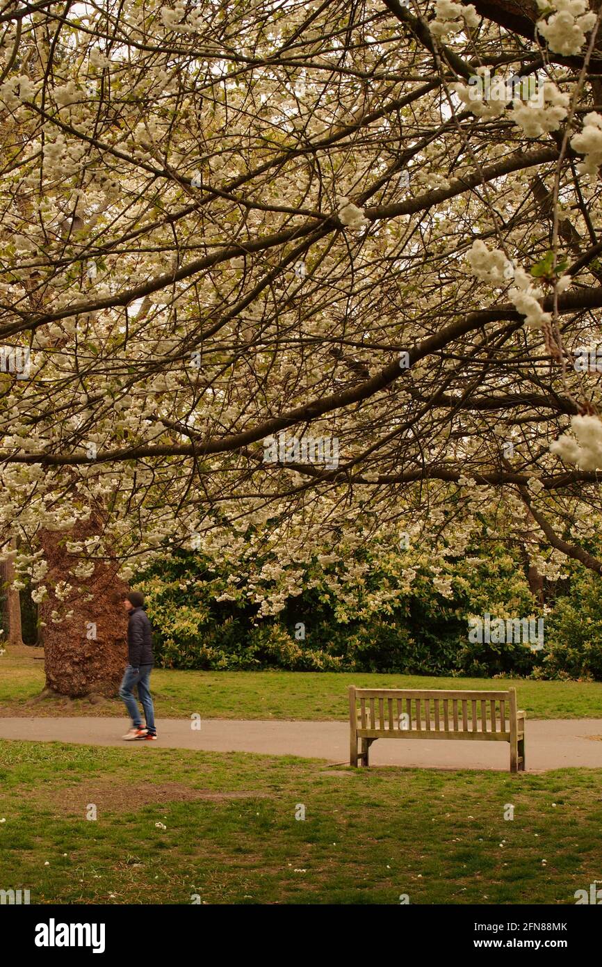 Ein junger Mann, der einen Spaziergang durch einen Park unter sich Unternehmen kann Kirschbäume blühen im Frühling Stockfoto
