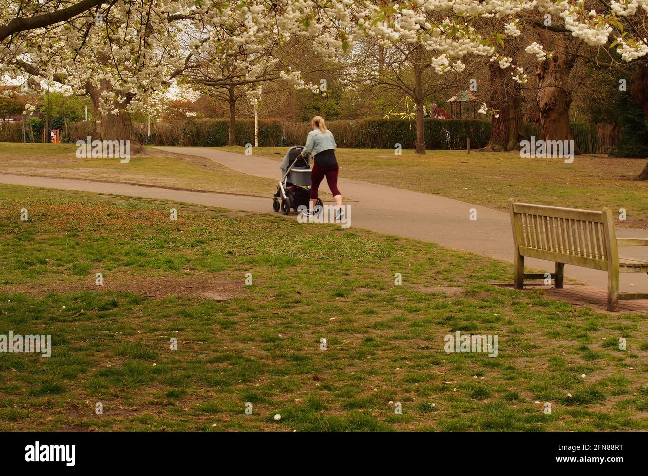 Eine junge Mutter, die ihr Baby im Kinderwagen zu einem Spaziergang durch einen Park unter blühenden Kirschbäumen mitnimmt Stockfoto