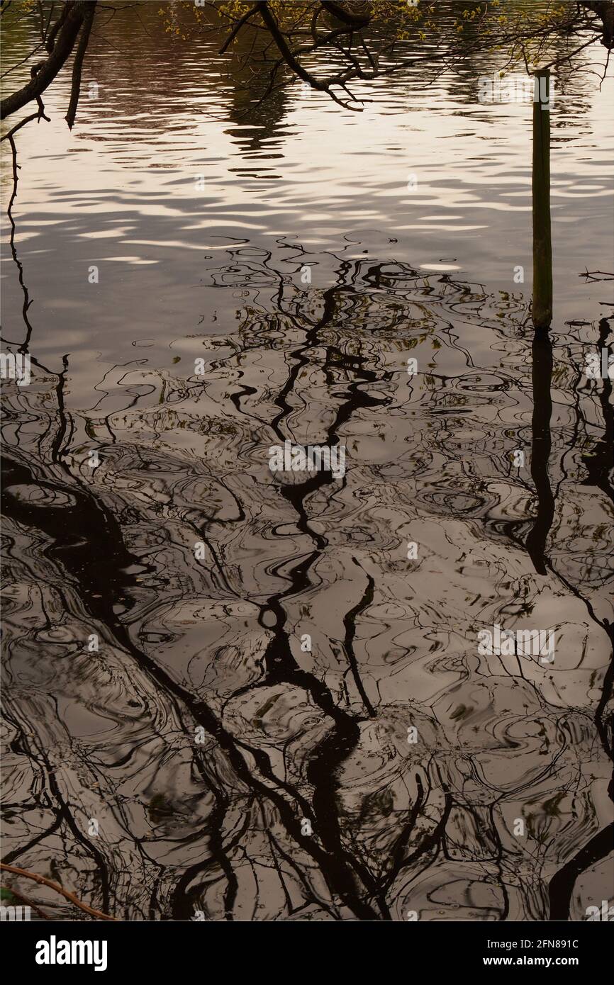 Eine Spiegelung eines blattlosen Baumes in einem See zeigt Wasserbewegung und verzerrtes Bild Stockfoto