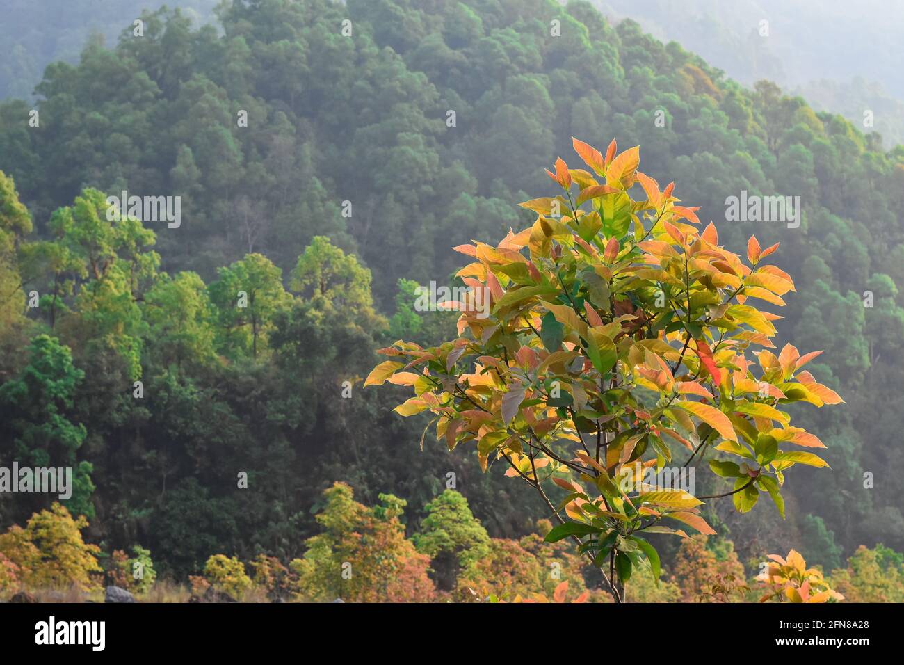 Himalaya-Wald, roten gelben Baum und grünen Graten. Stockfoto