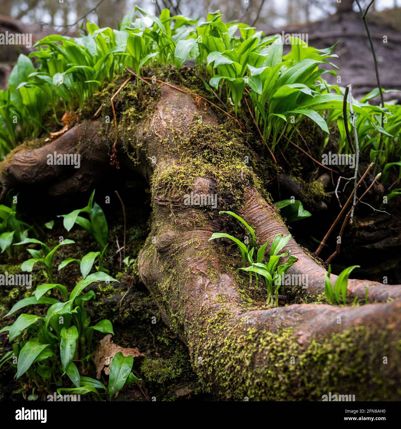 Keimender Ramson wächst aus einem gefallenen Baum Stockfoto