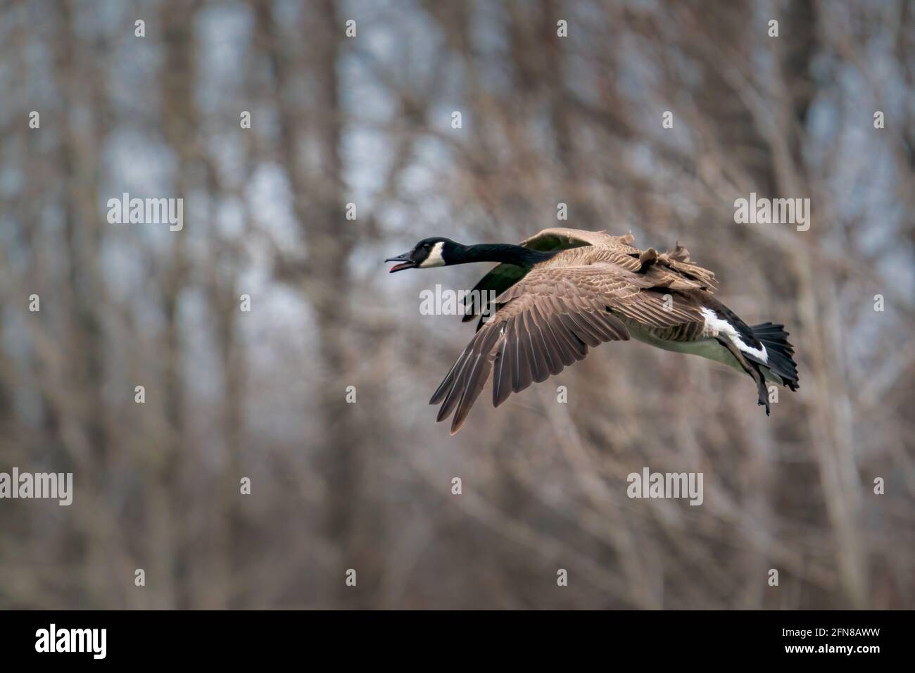 Kanadagänse bereiten sich auf eine Landung an einem späten Frühlingsnachmittag auf einem kleinen Teich in einem lokalen Naturschutzgebiet in der Nähe von Sturgeon Bay Wisconsin vor. Stockfoto