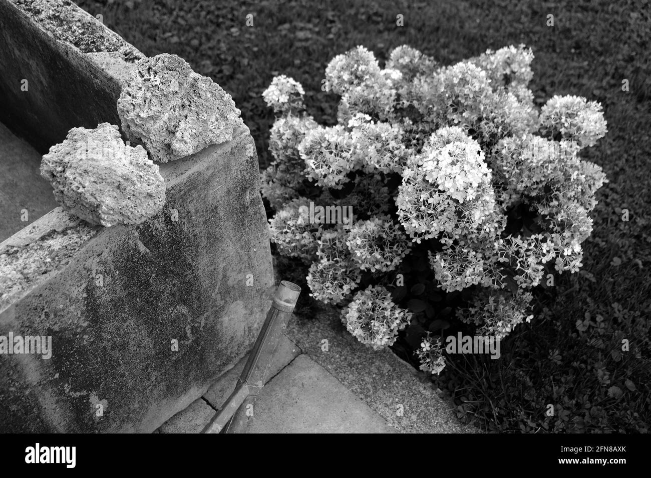 Graustufenaufnahme eines panikelten Hortensienstrauch im Garten Stockfoto