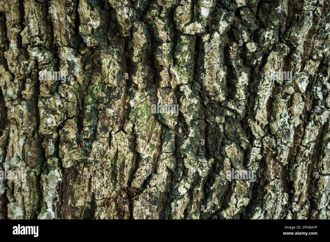 Nahaufnahme alte Baumrinde Hintergrund. Schöne Natur Grunge und schmutziges Holz. Textur des Rumpfes als natürlicher Hintergrund. Geringe Schärfentiefe (dof), siehe Stockfoto