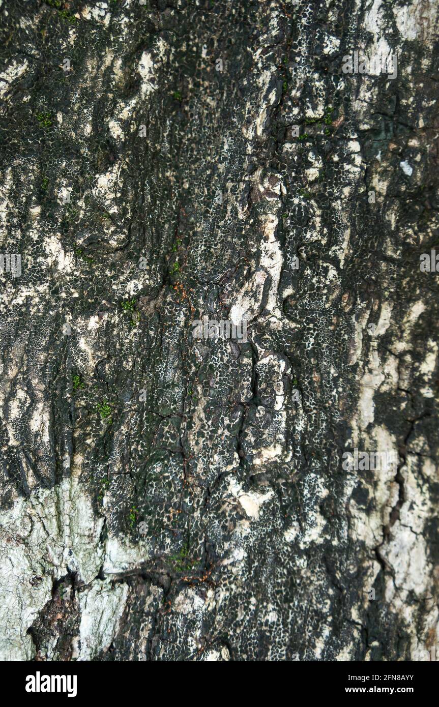 Nahaufnahme alte Baumrinde Hintergrund. Schöne Natur Grunge und schmutziges Holz. Textur des Rumpfes als natürlicher Hintergrund. Geringe Schärfentiefe (dof), siehe Stockfoto