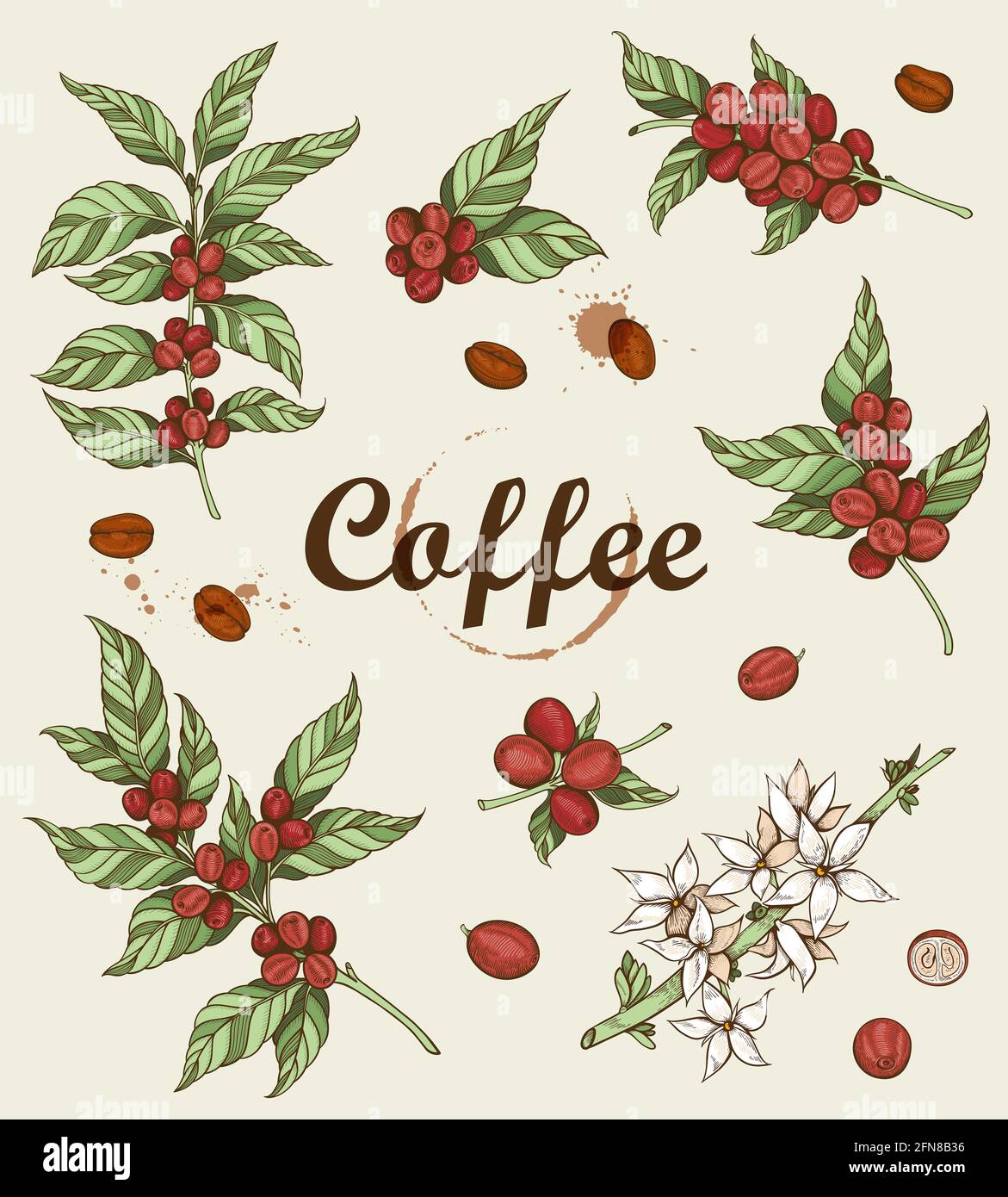 Handgezeichnete Kaffeepflanze und Kaffeebohnen. Vintage-Style  Stockfotografie - Alamy