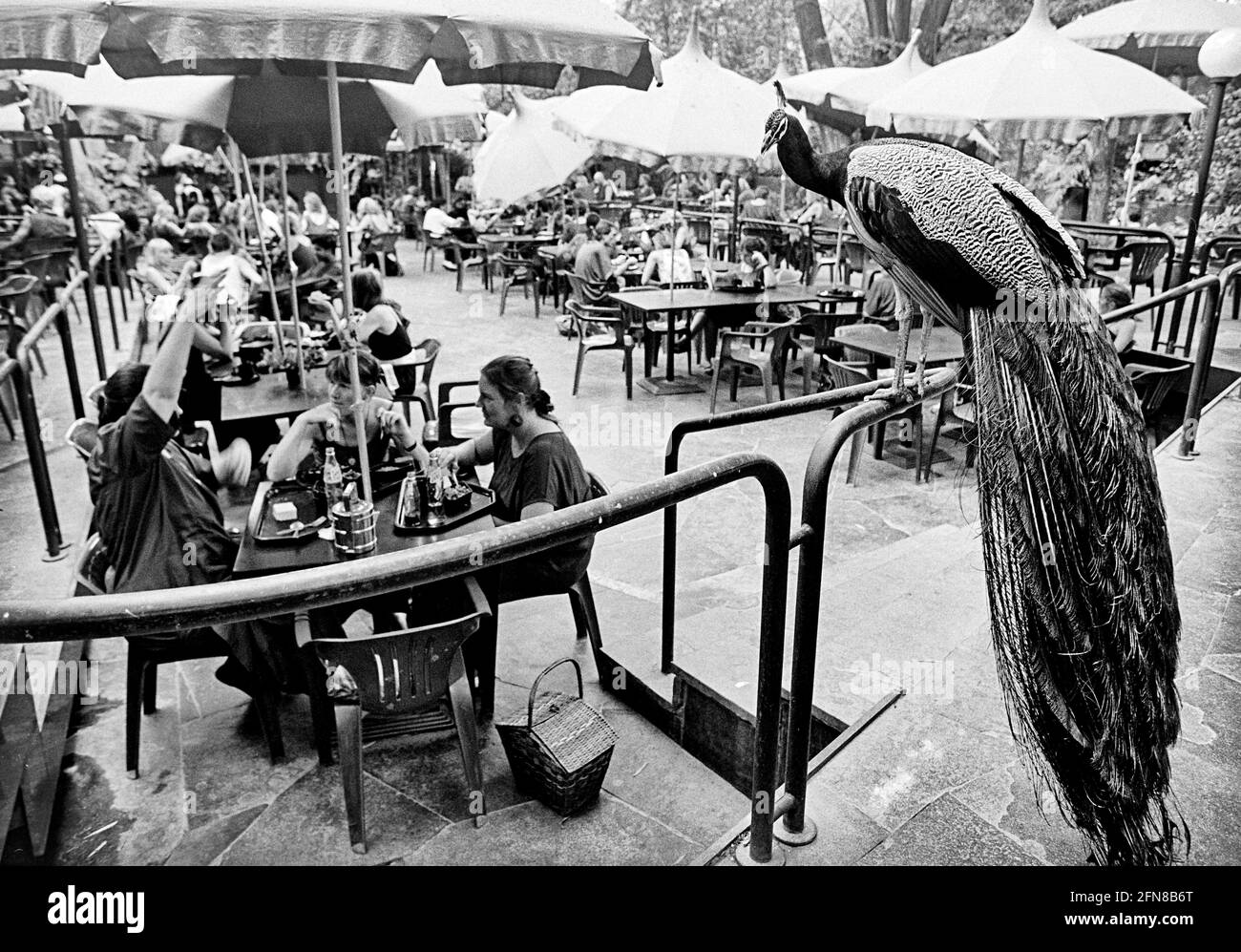 Ein Pfau sitzt dekorativ auf einem Geländer auf dem Gelände der Osho Community, während die Sannyasins ihr Mittagessen draußen essen. 05.1992 - Chrisoph Keller Stockfoto