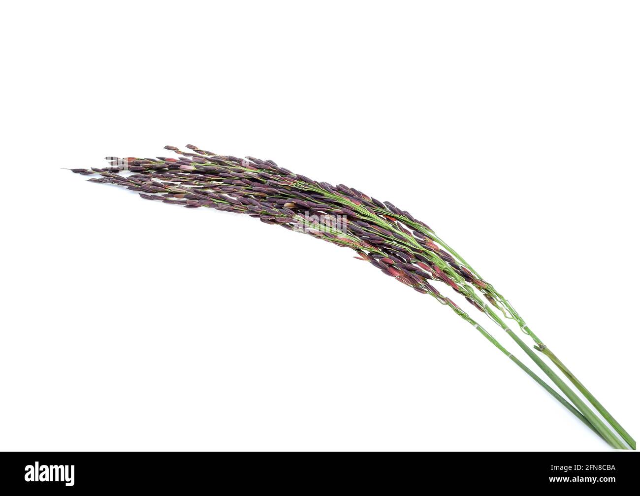 Jasmin Ausgeschnittene Stockfotos Und Bilder Seite 24 Alamy