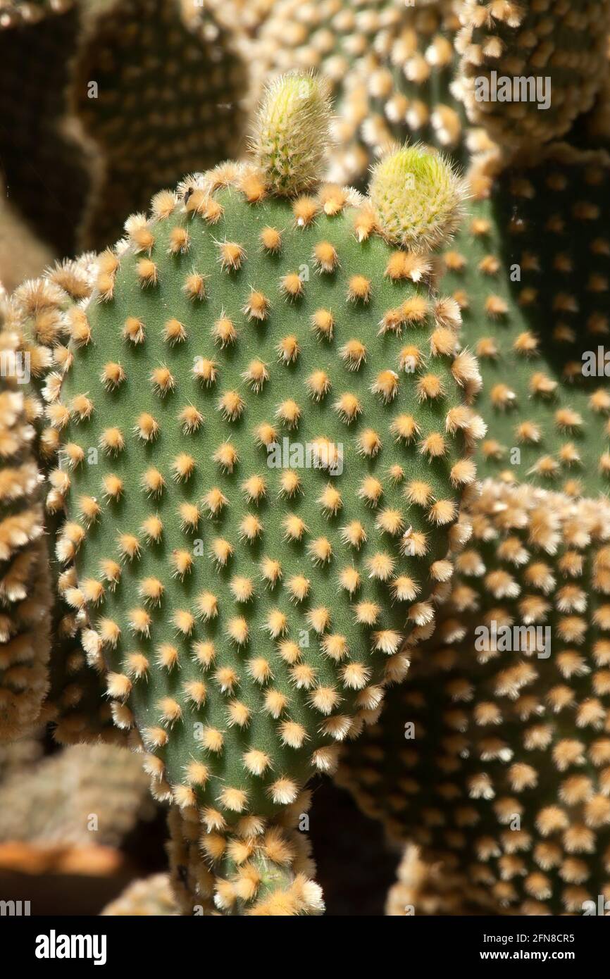 Sydney Australien, neues Wachstum auf dem Blatt eines opuntia rufida Kaktus Stockfoto