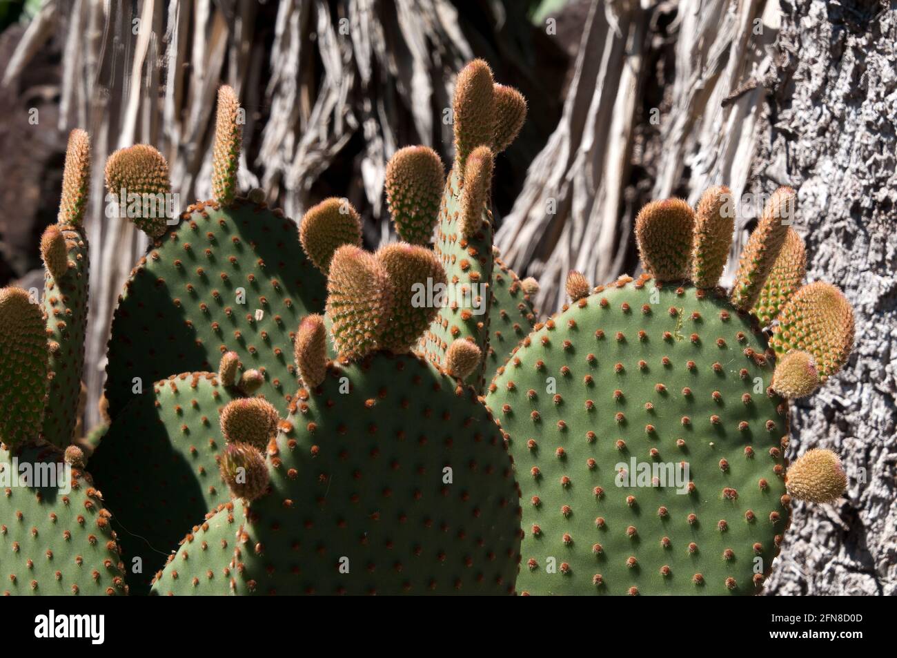 Sydney Australien, neues Wachstum auf den Blättern eines opuntia rufida Kaktus Stockfoto