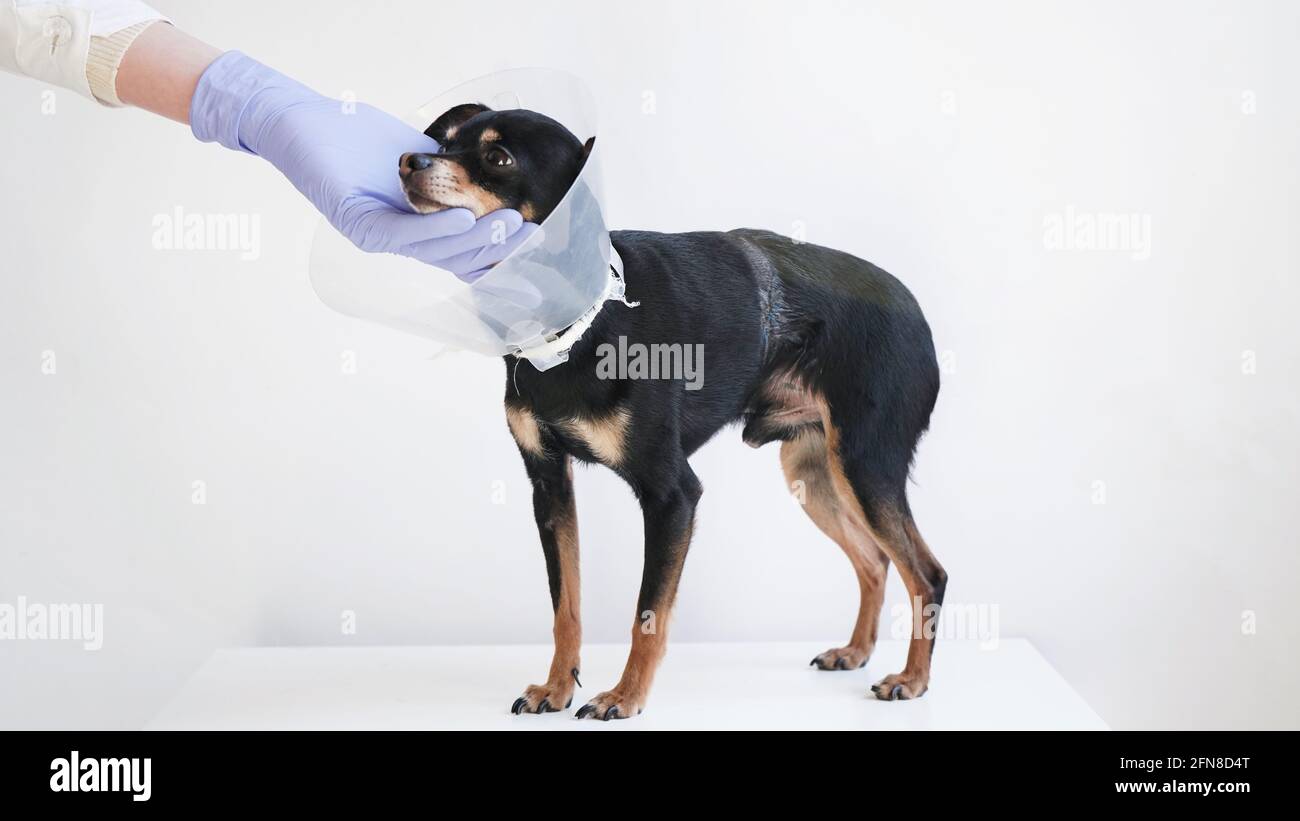 Tierarzt in weißem medizinischen Kleid und blauen Handschuhen streicheln klein Schwarzer Spielzeug-Terrier-Hund im medizinischen Tierkragen.ein verletzten Hund Wird im Veter behandelt Stockfoto