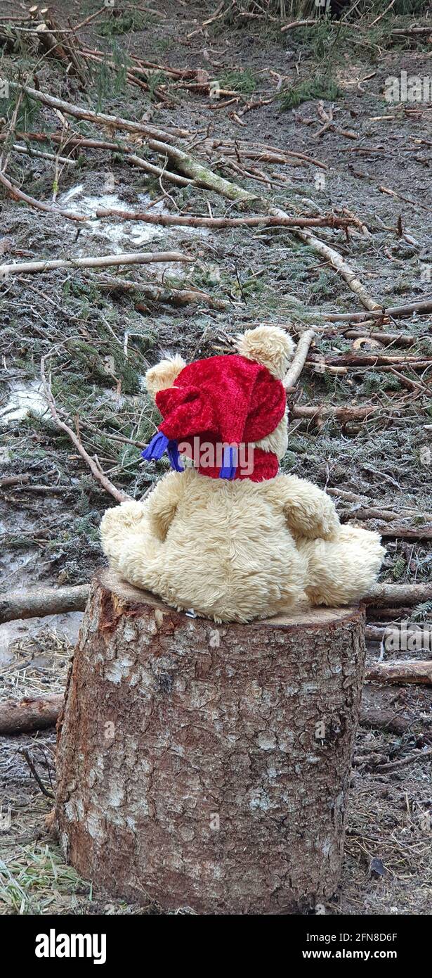 l'Orsetto di peluche seduto su un moncone di albero guarda dispiaciuto la foresta abbattuta dagli uomini Stockfoto