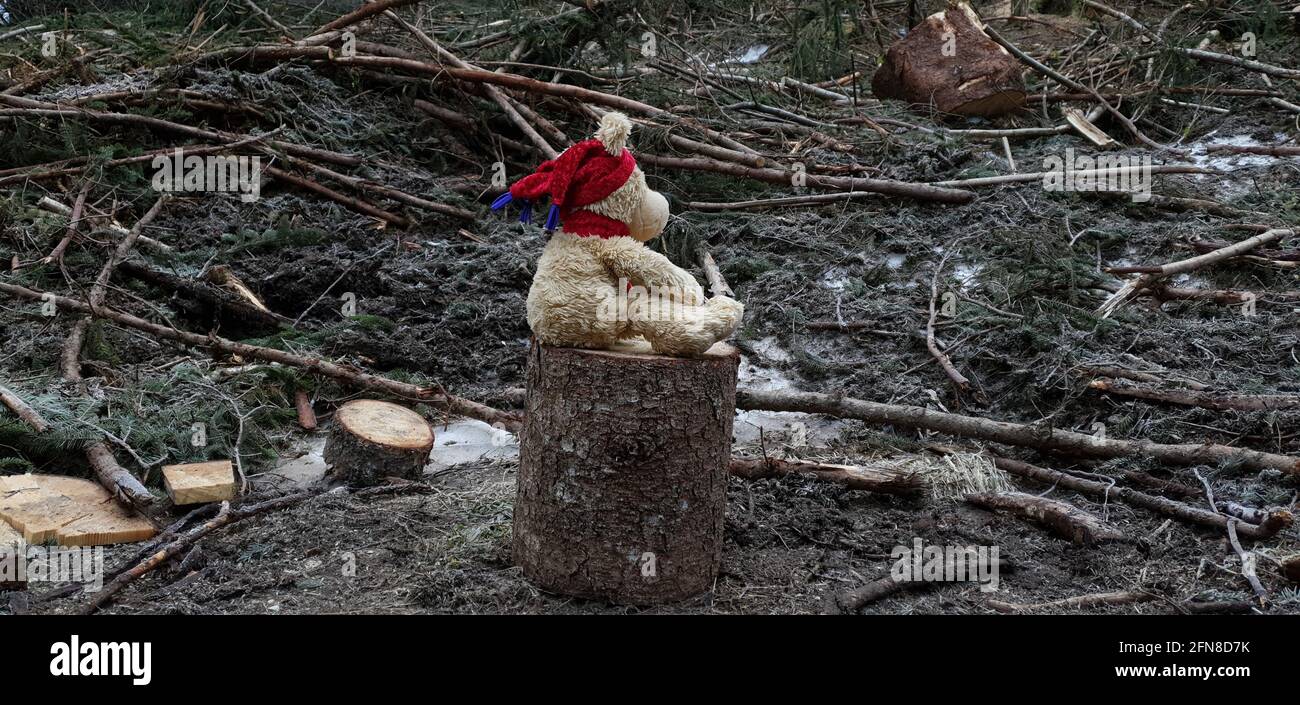 Der Teddybär, der auf einem Baumstumpf sitzt, sieht traurig aus, als er den von Männern abgehauen Wald sieht Stockfoto