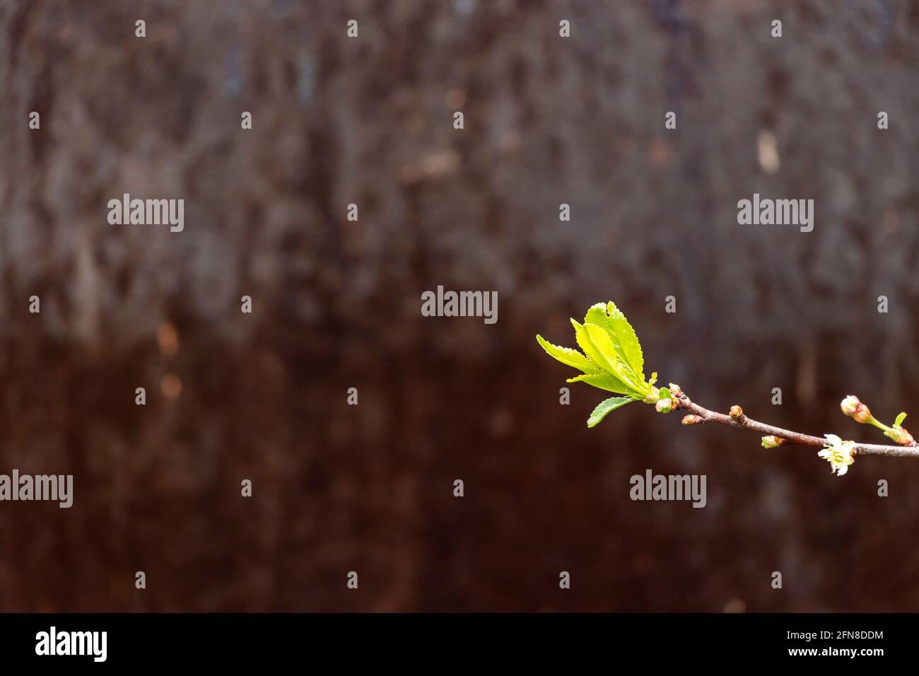 Junger Shoot mit grünen Blättern auf einem alten rostigen Hintergrund. Konzept des Frühlings oder der Wiedergeburt. Stockfoto
