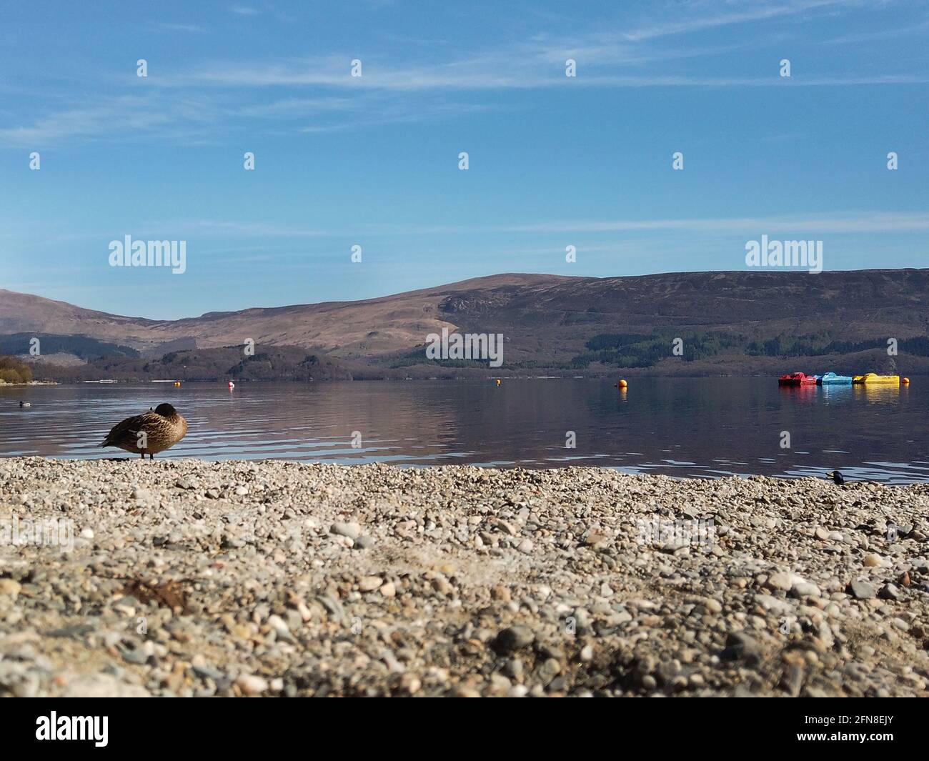Eine Ente genießt das warme Wetter am Strand von Luss. Stockfoto