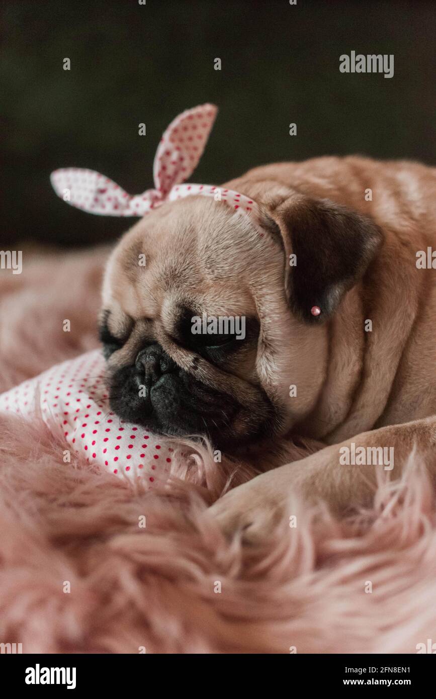Schöne weiße Fett niedlichen Mops Hund mit Geplänkel auf der Kopf aus nächster Nähe auf einem weichen rosa Hundebett liegend Kissen im Studio Stockfoto
