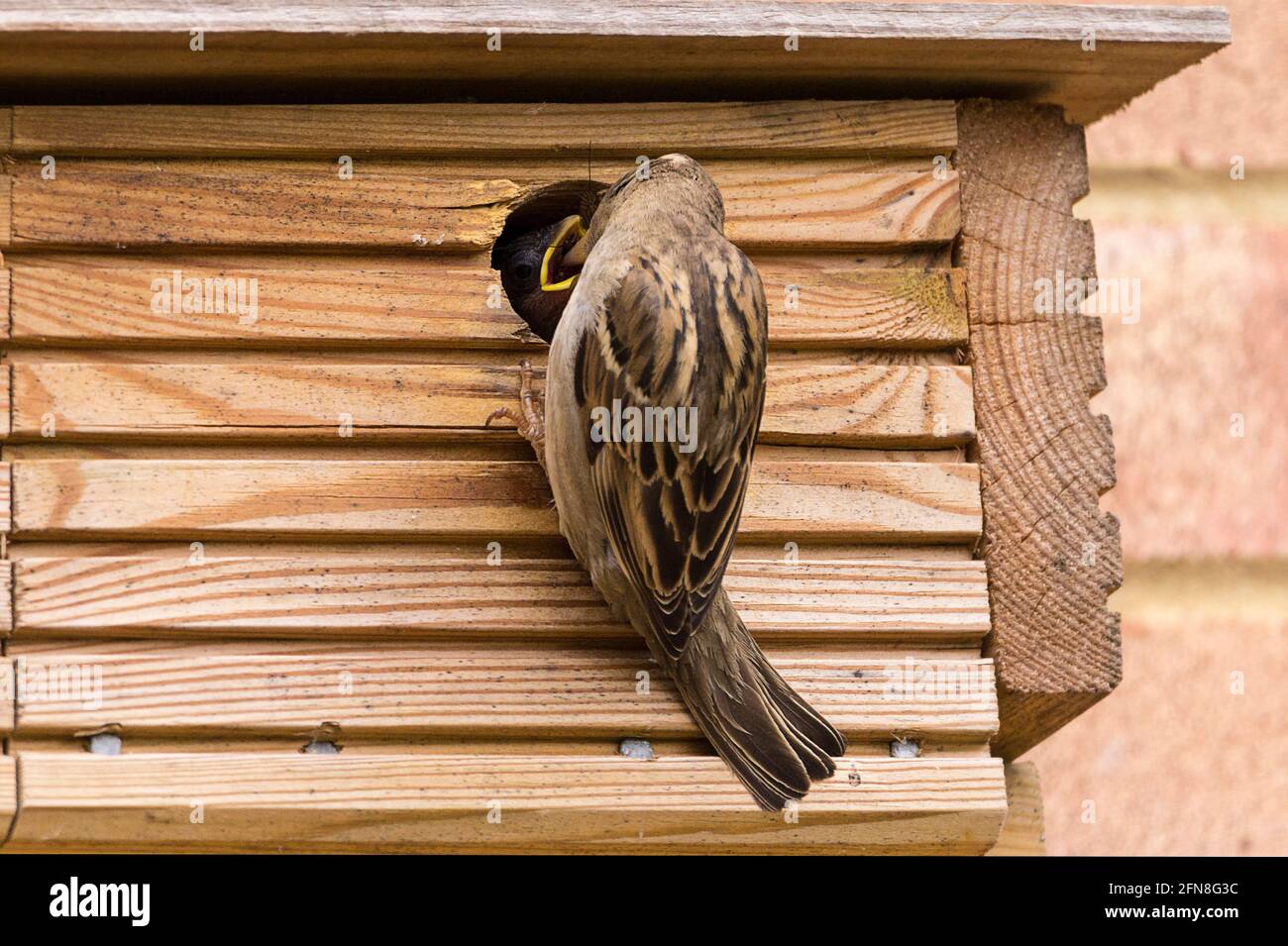 Vogelhaus Aus Zedernholz Für Zaunkönige – Nistkasten Mit 3.8 Cm Loch & Metallschutz, Für Den Außenbereich