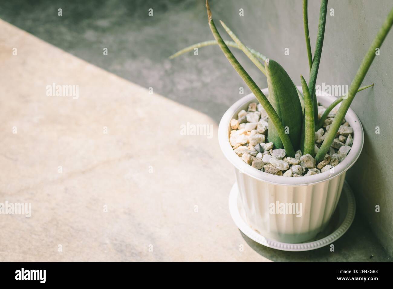 Sansevieria Boncel Haus grüne Pflanze Dekoration mit Sonnenlicht minimal Loft-Stil. Stockfoto