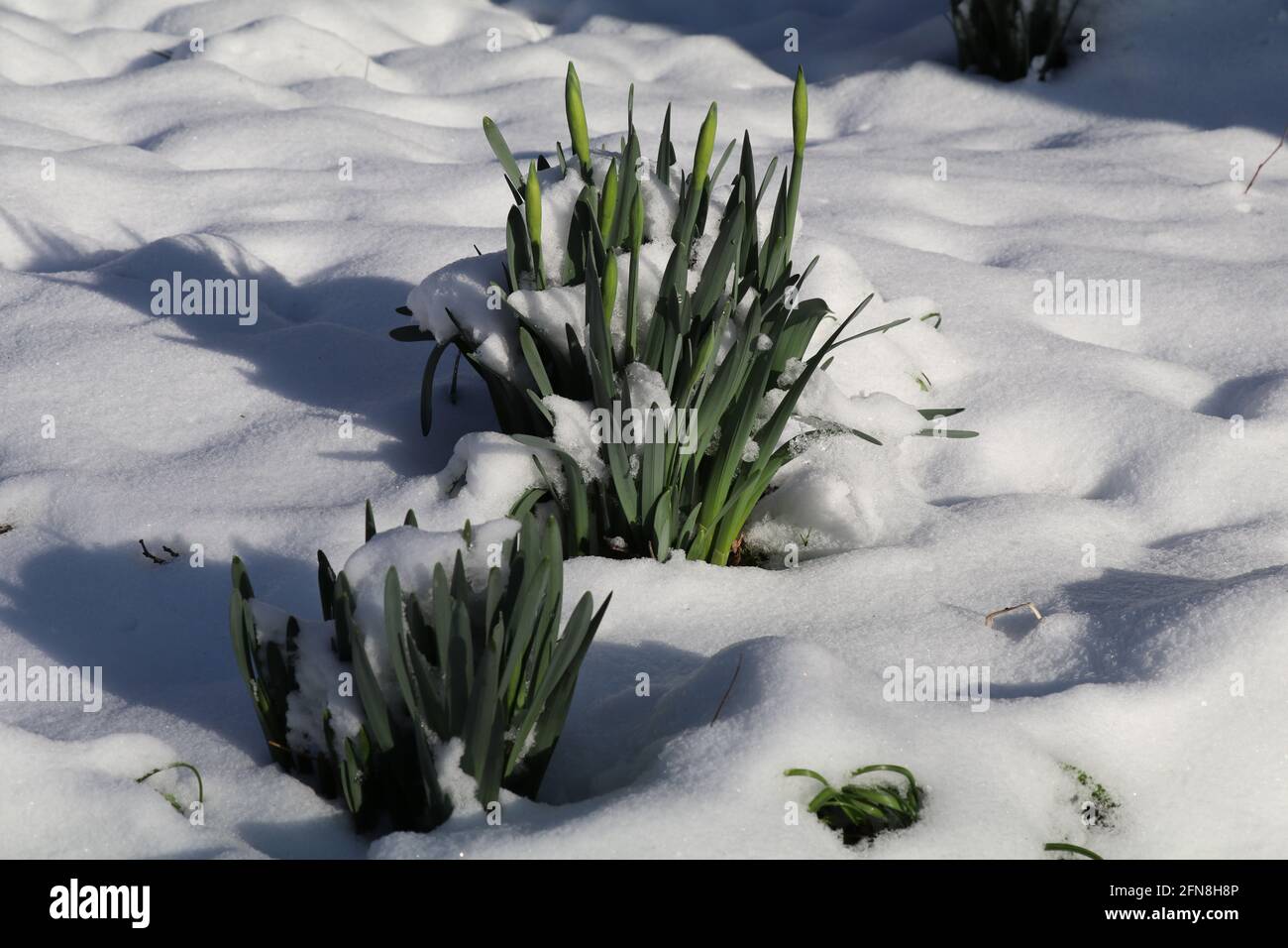 Anwachsende Narzissen im Schnee Stockfoto