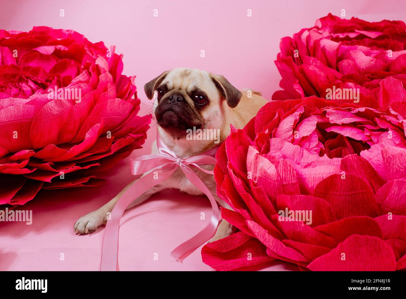 Lustige Pug Hund mit rosa Geplänkel auf dem rosa Hintergrund. Stockfoto
