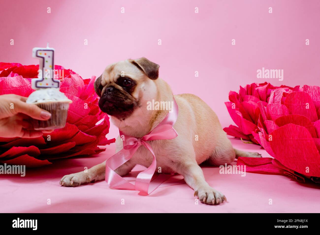 Lustige Pug Hund mit rosa Geplänkel auf dem rosa Hintergrund. Stockfoto
