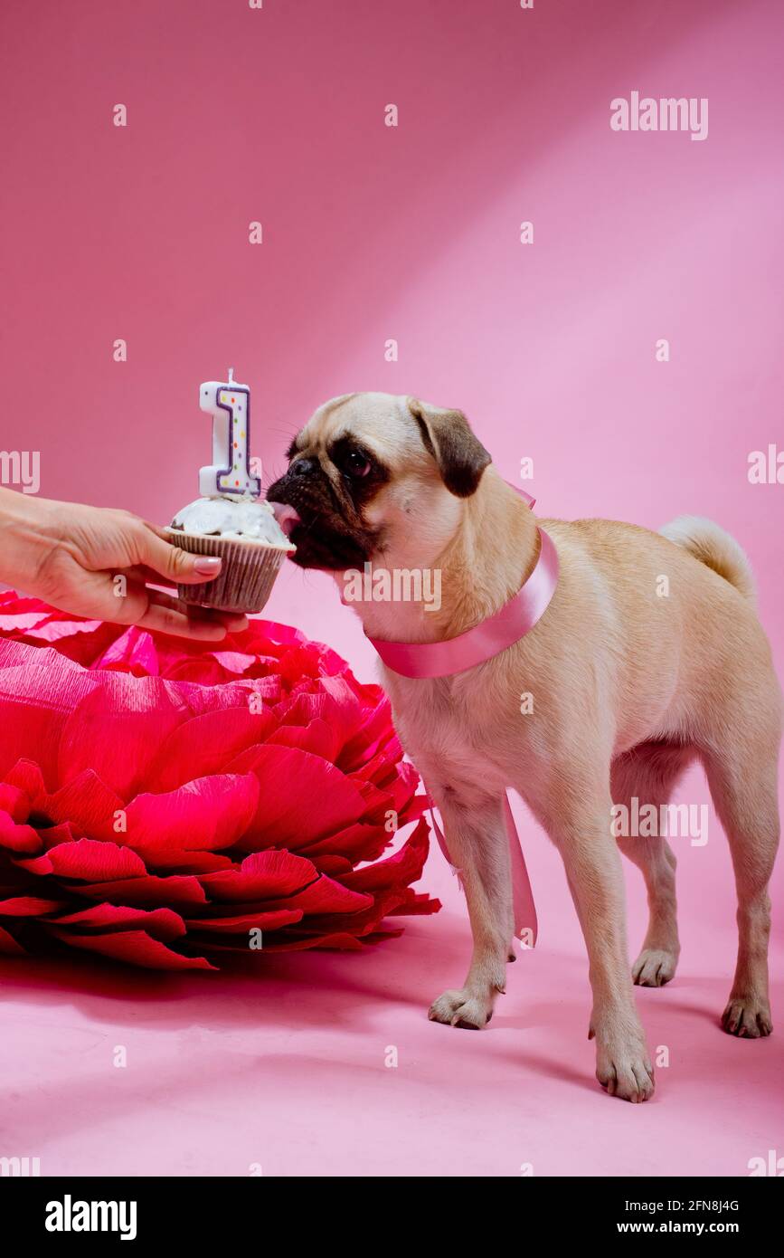 Witziger Geburtstagshund beim Kuchen mit einer Kerze vorne Von ihm auf dem rosa Hintergrund Stockfoto